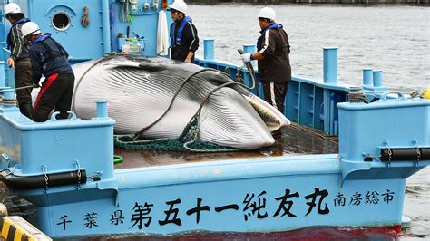 Why Japan's exit from international whaling treaty may  